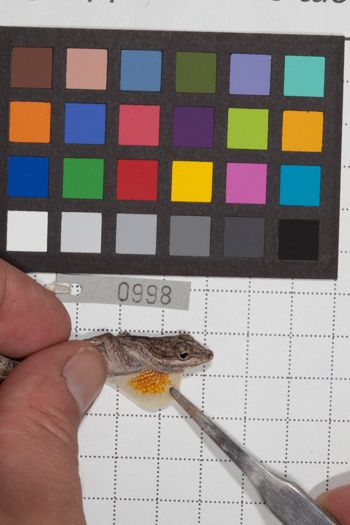 Media type: image;   Herpetology R-190580
